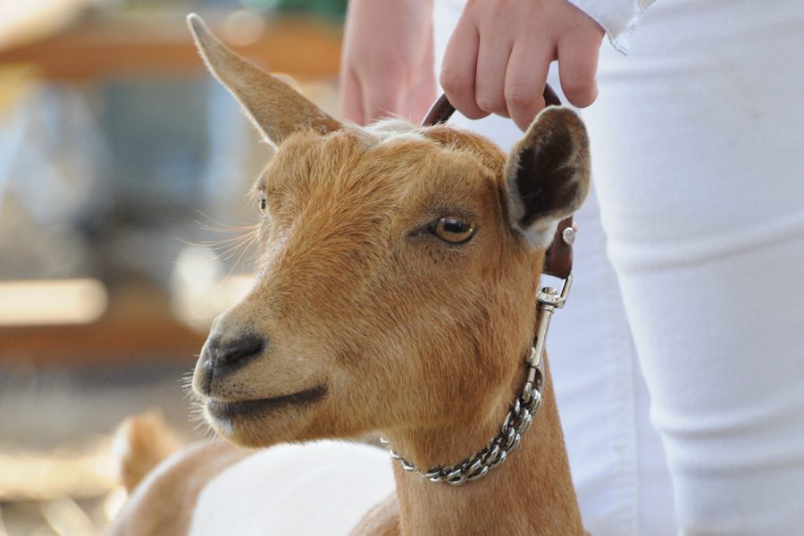 Face of Nigerian Dwarf goat being shown