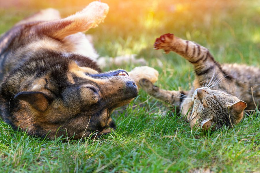 Idaho Family Pet Expo